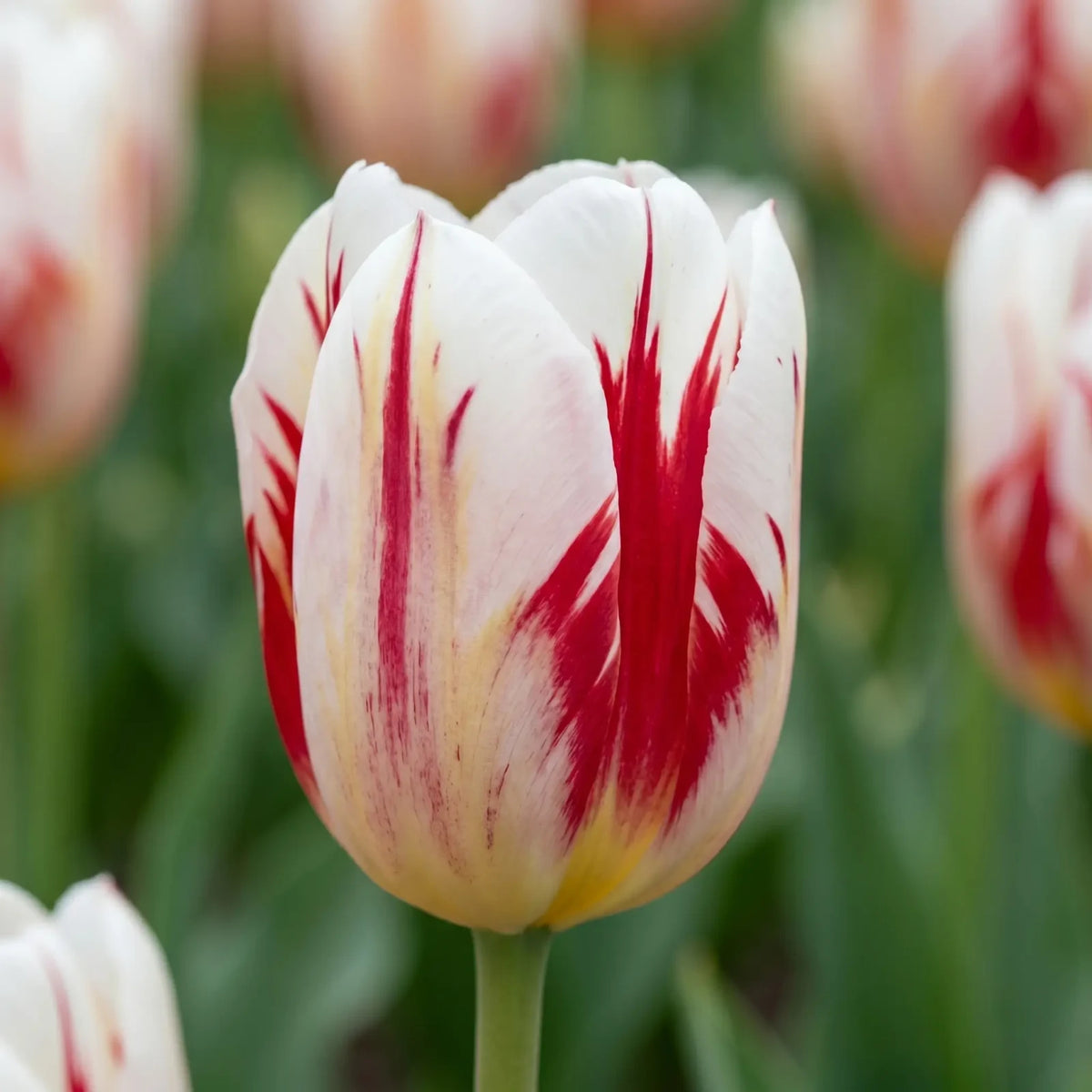 Tulipa Grand Perfection close-up