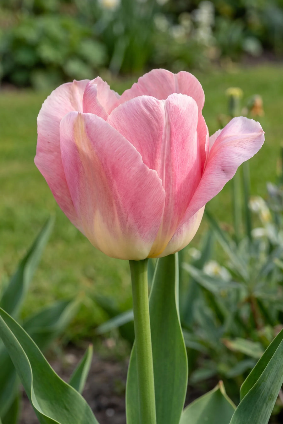 Close-up van de bloem van Tulipa Albert Heijn