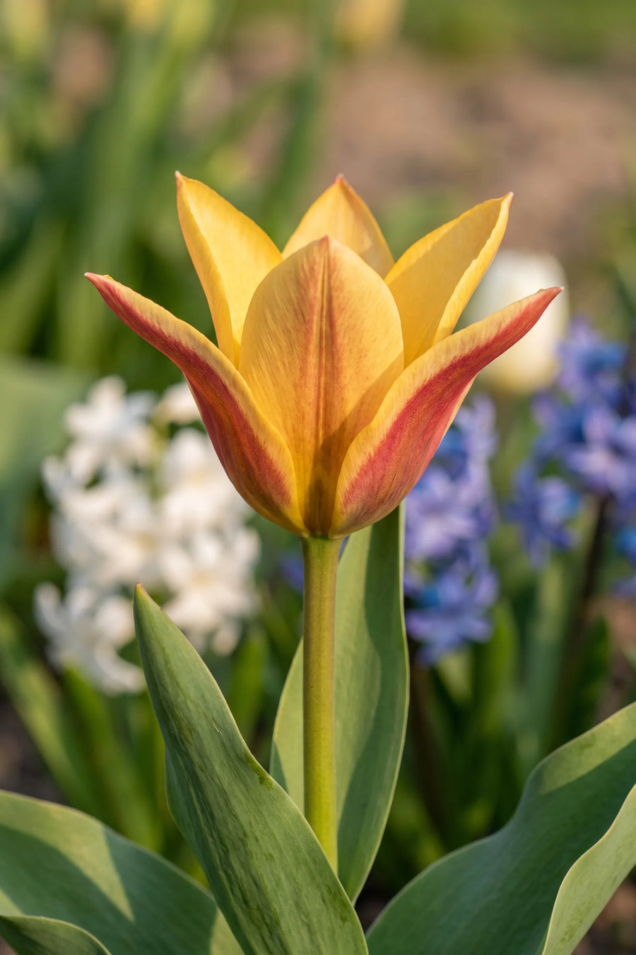 Close-up van de bloem van Tulipa Buttercup