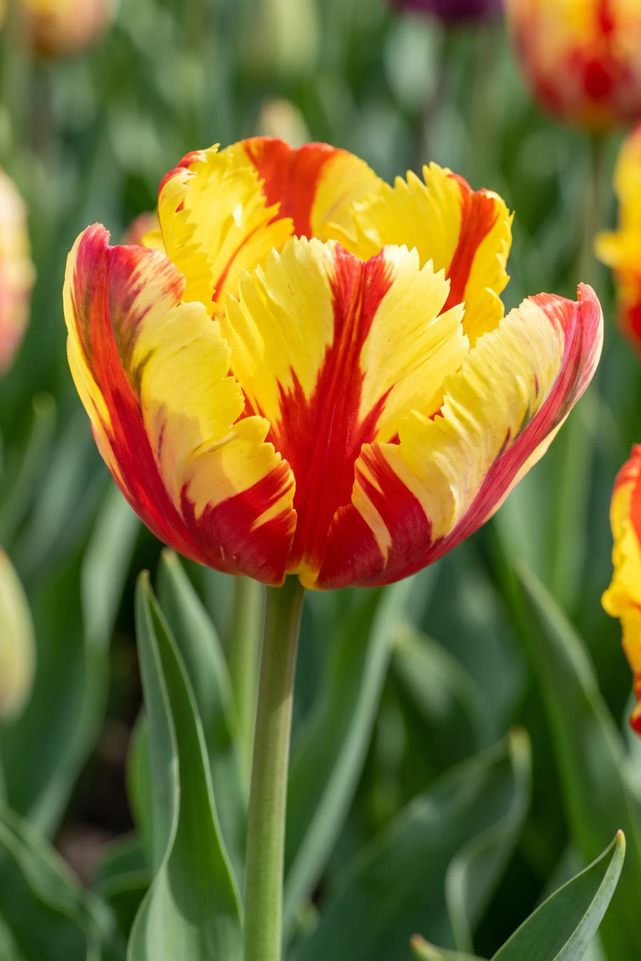 Close-up van de bloem van Tulipa Flaming Parrot
