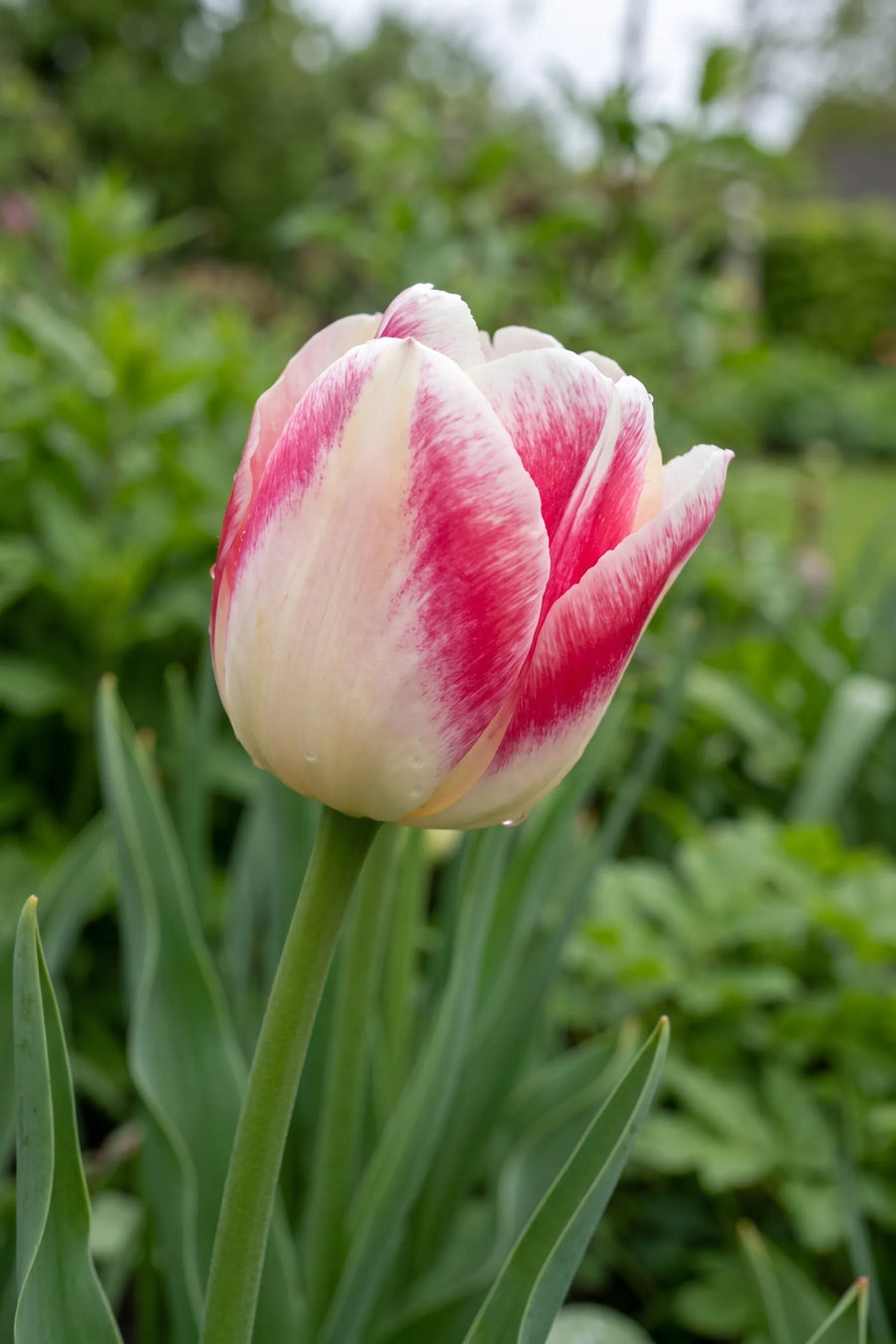 Close-up van de bloem van Tulipa Mata Hari