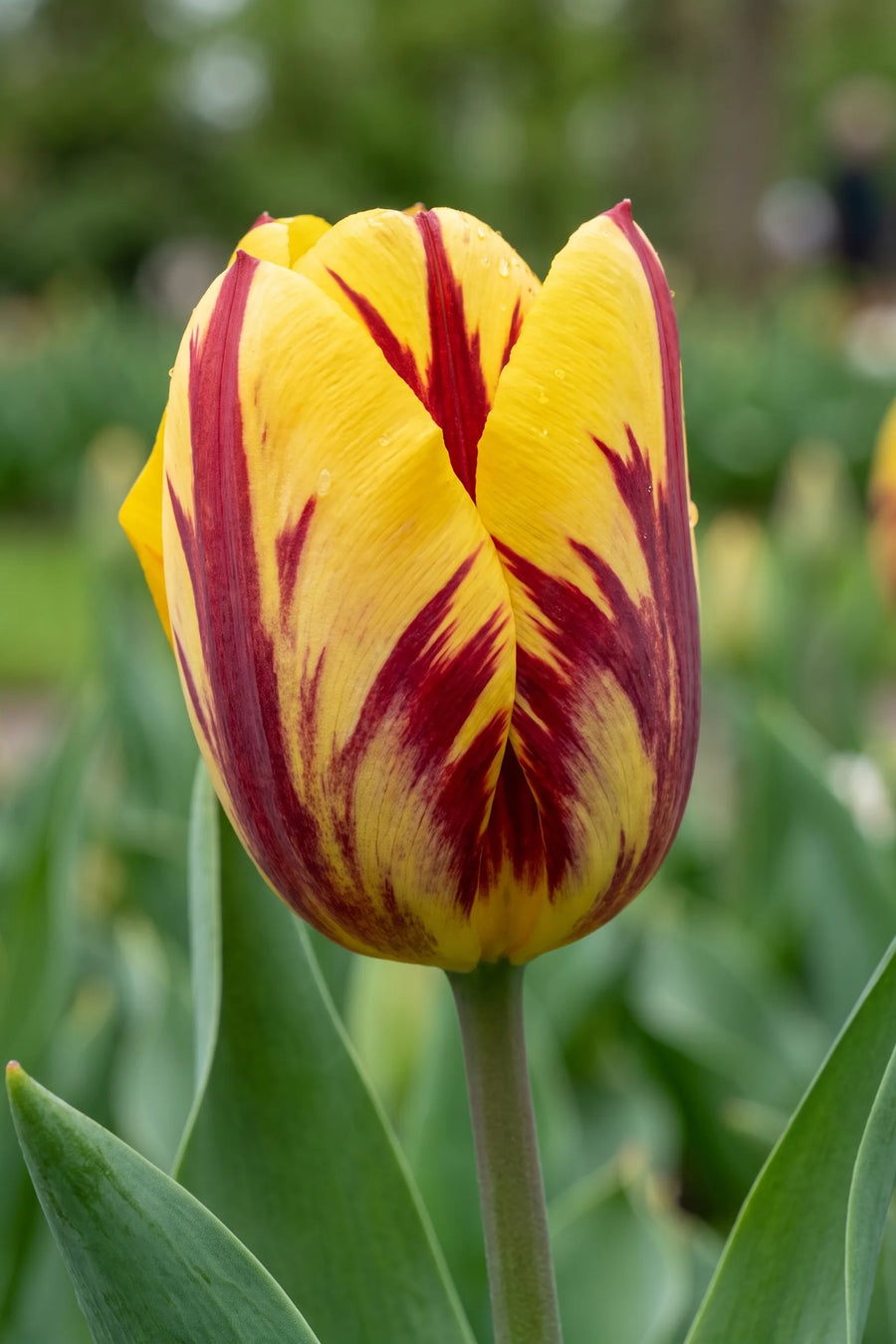 Close-up van de bloem van Tulipa Helmar