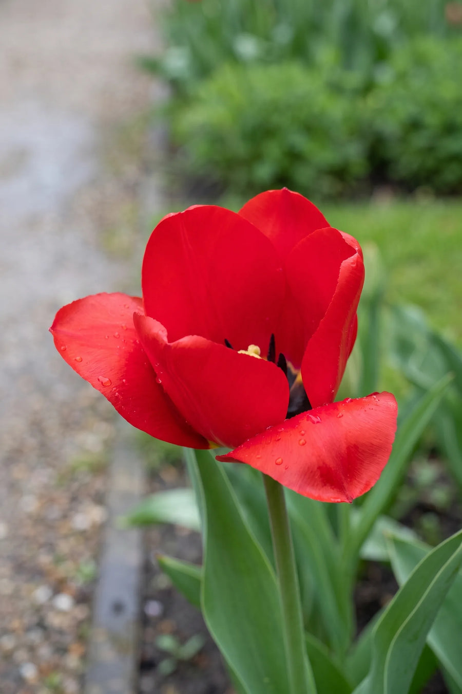 Close-up van de bloem van Tulipa Seadov