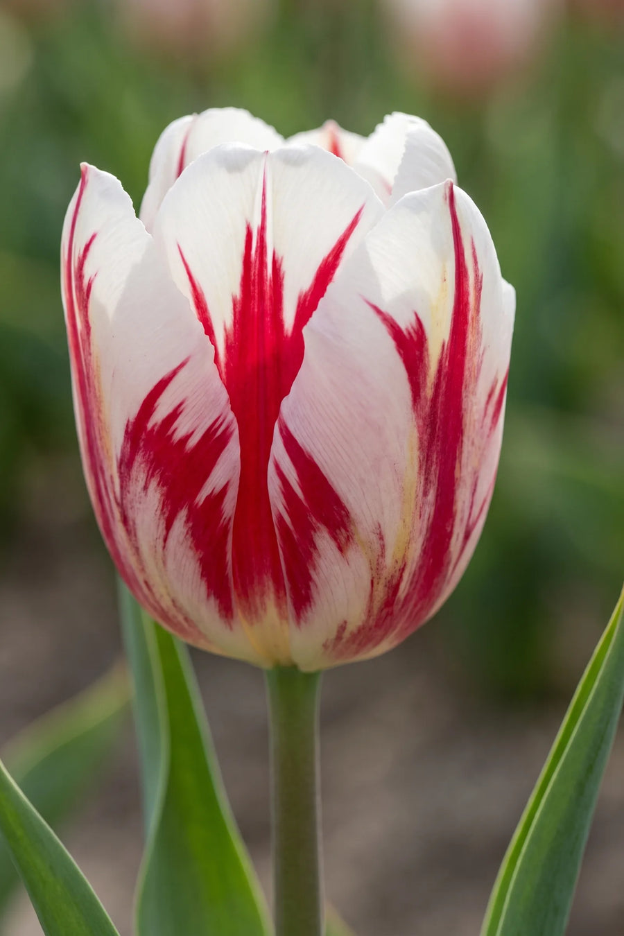 Close-up van de bloem van Tulipa Grand Perfection