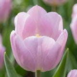 Tulipa Candy Prince close-up