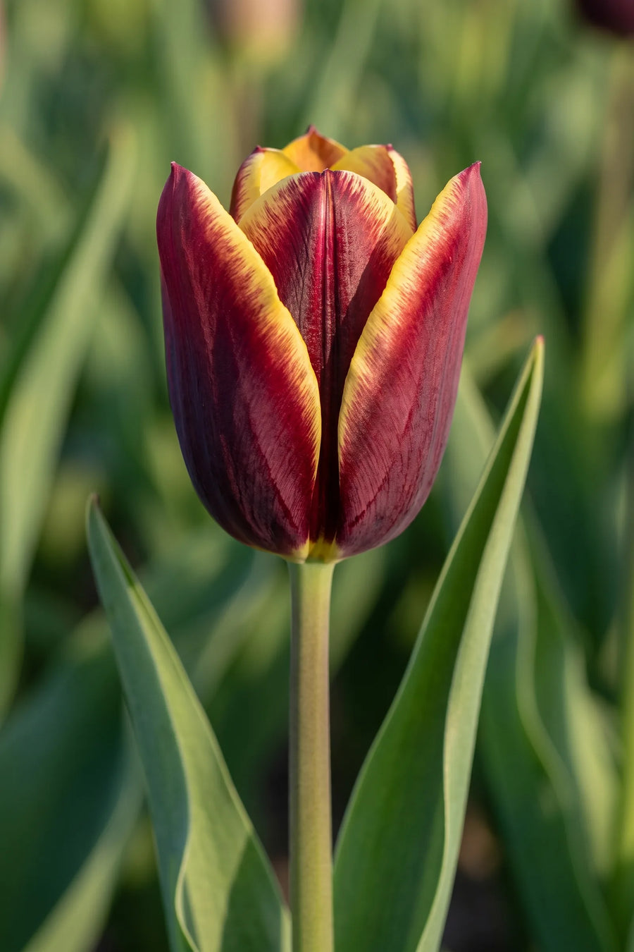 Close-up van de bloem van Tulipa Gavota