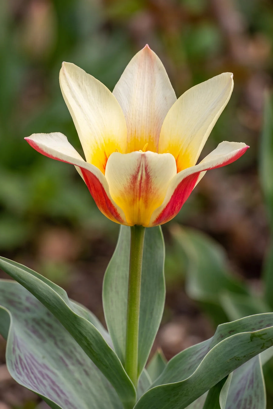 Close-up van de bloem van Tulipa Johan Strauss