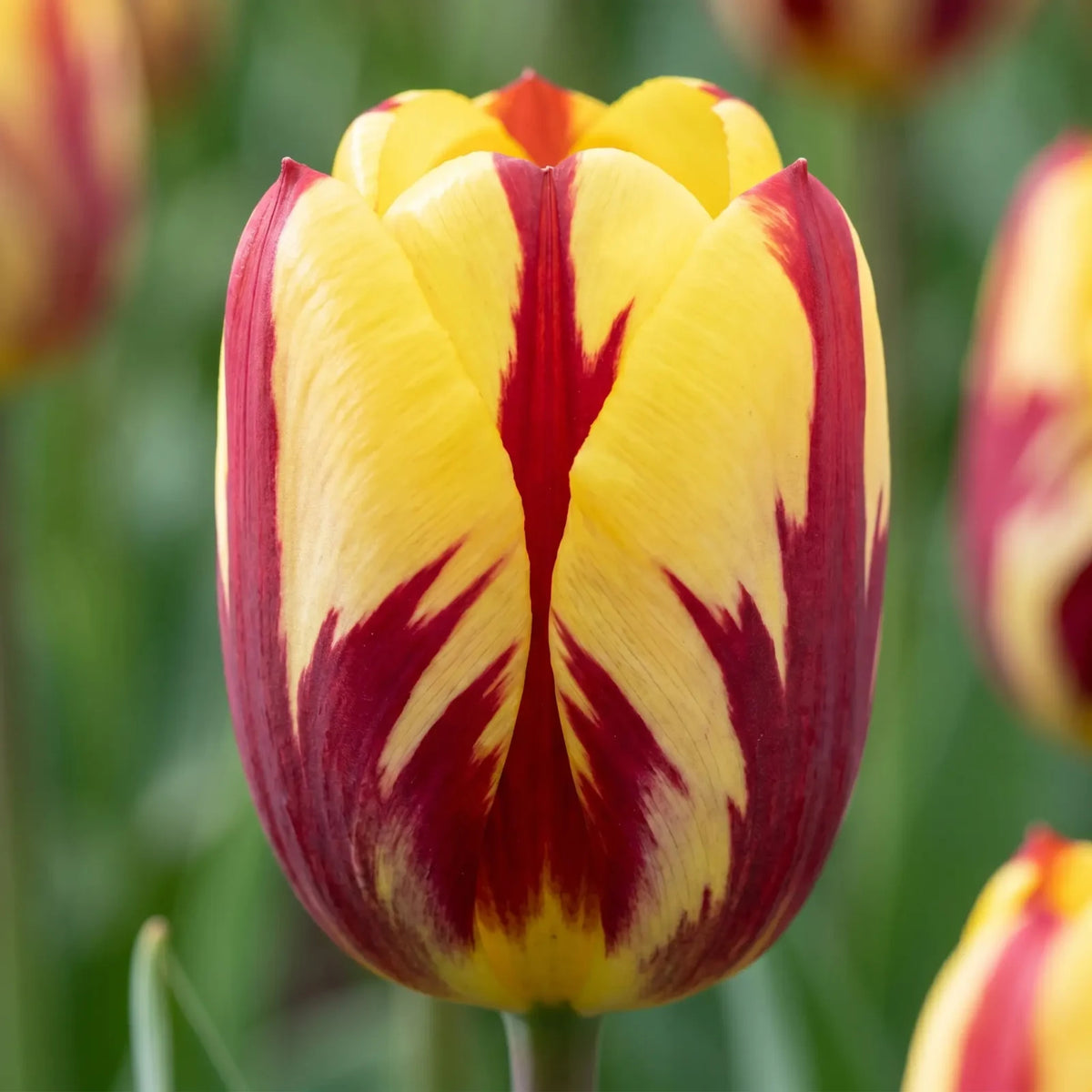 Tulipa Helmar close-up