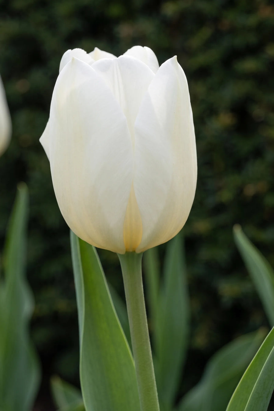 Close-up van de bloem van Tulipa Royal Virgin