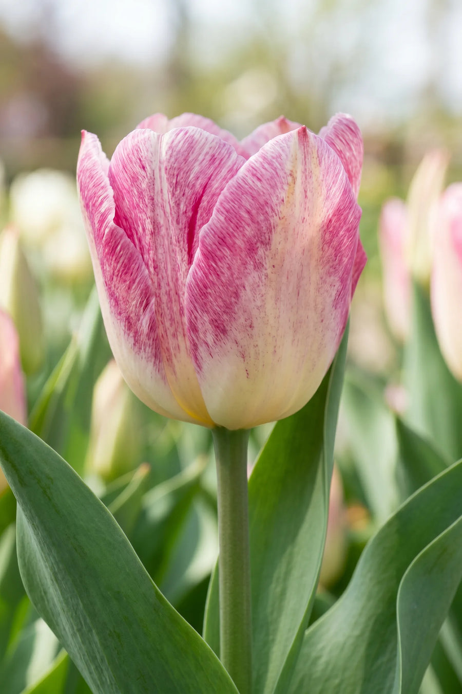 Close-up van de bloem van Tulipa Flaming Purissima