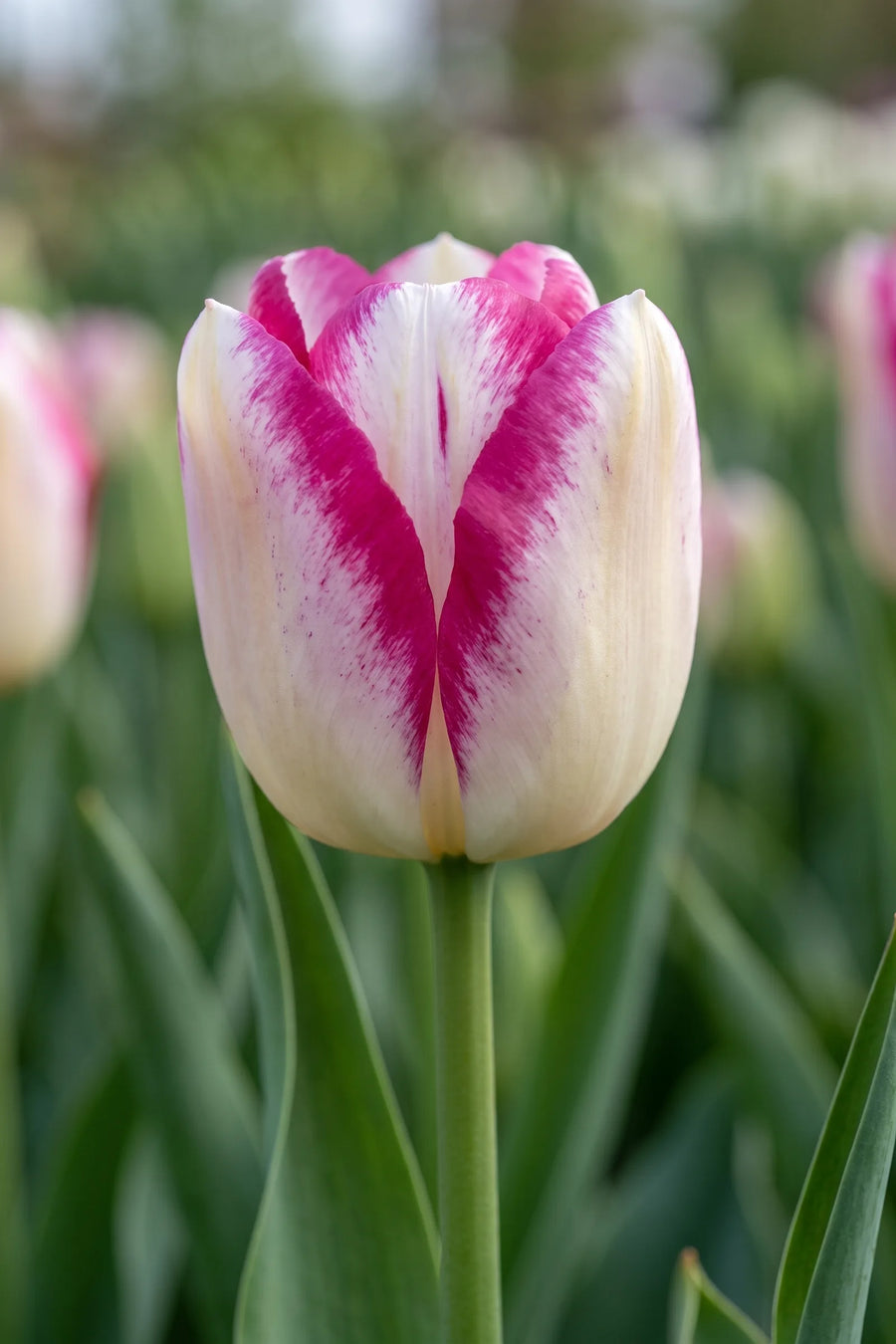 Close-up van de bloem van Tulipa Hotpants