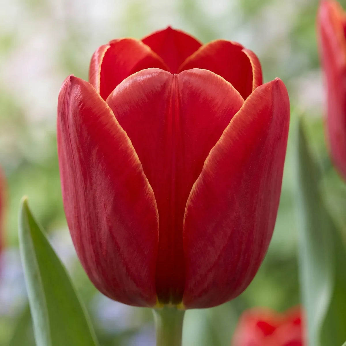 Tulipa Ile de France close-up