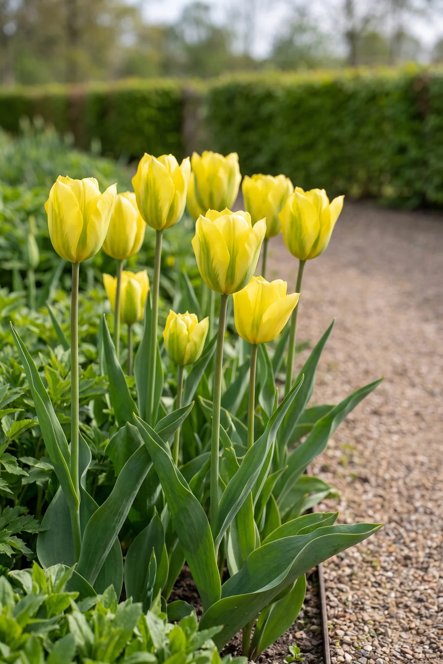 Tulipa Formosa — groep in de tuinborder