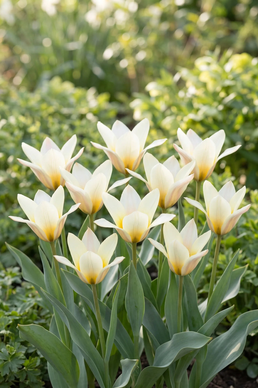 Groep Tulipa Concerto in een tuinborder