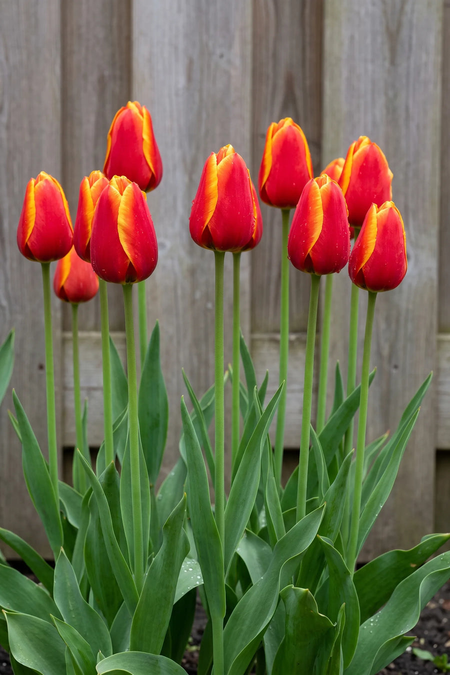 Groep Tulipa Dow Jones in een tuinborder