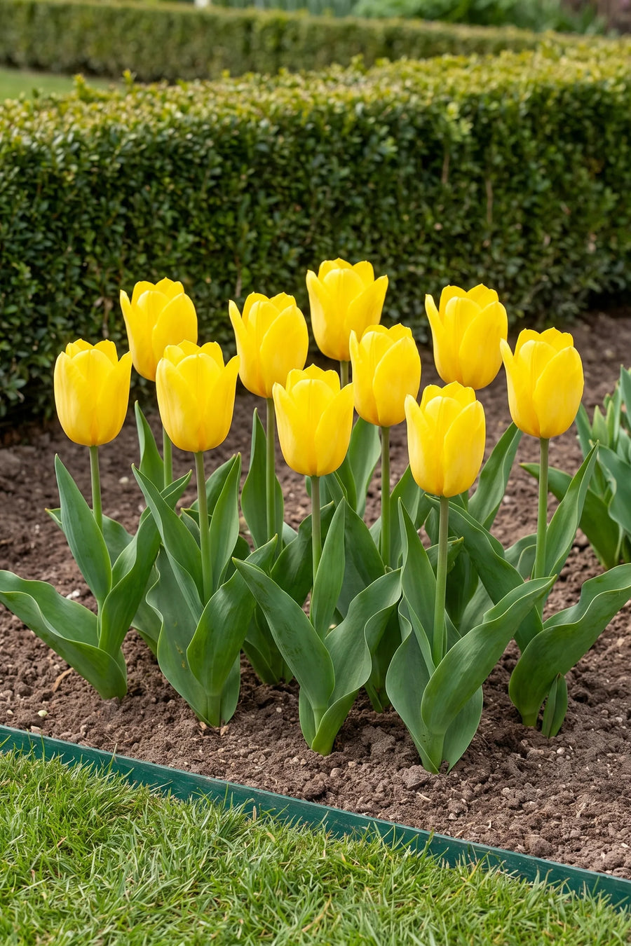 Groep Tulipa Candela in een tuinborder
