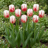 Tulipa Carnaval de Rio group border