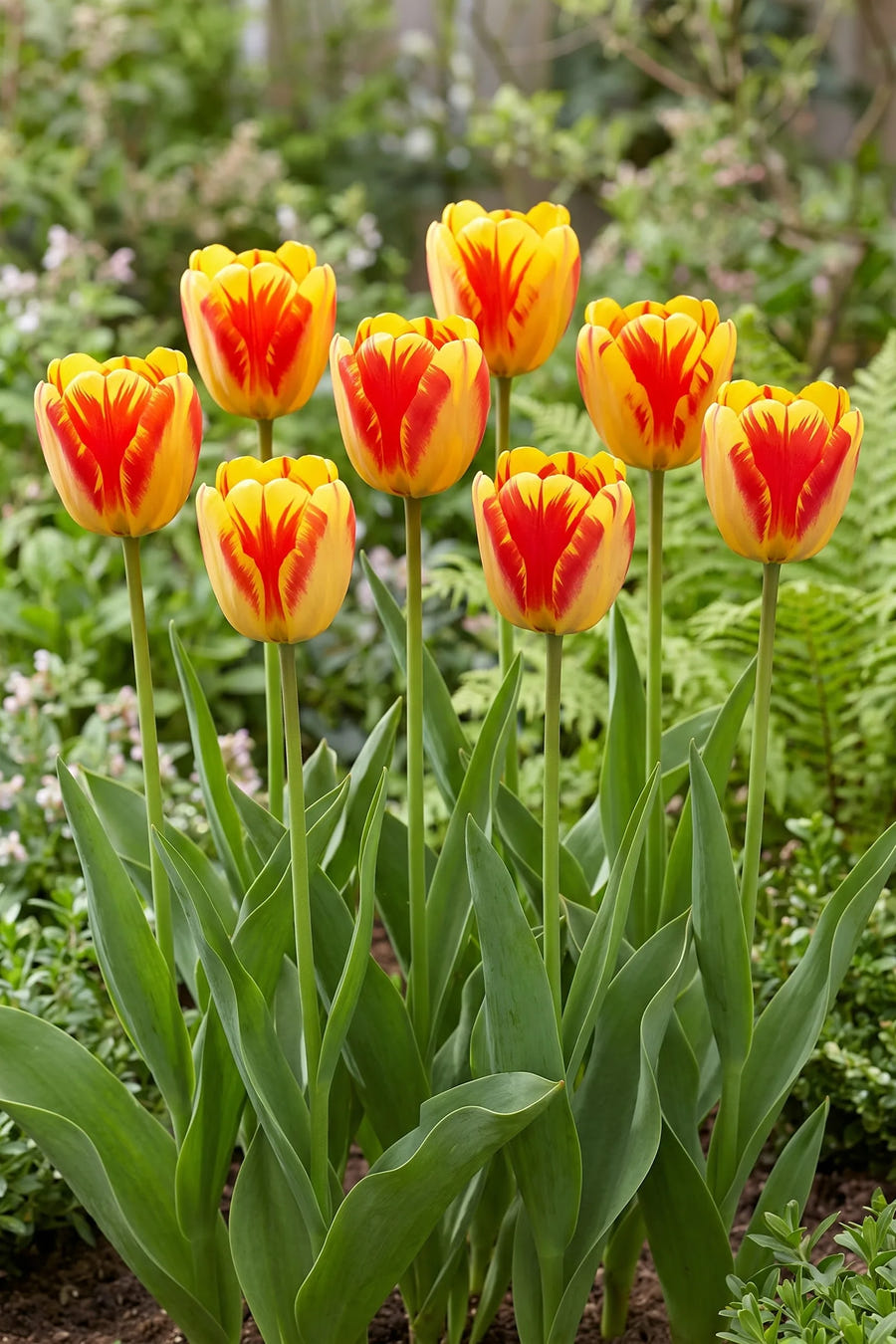 Groep Tulipa Banja Luka in een tuinborder