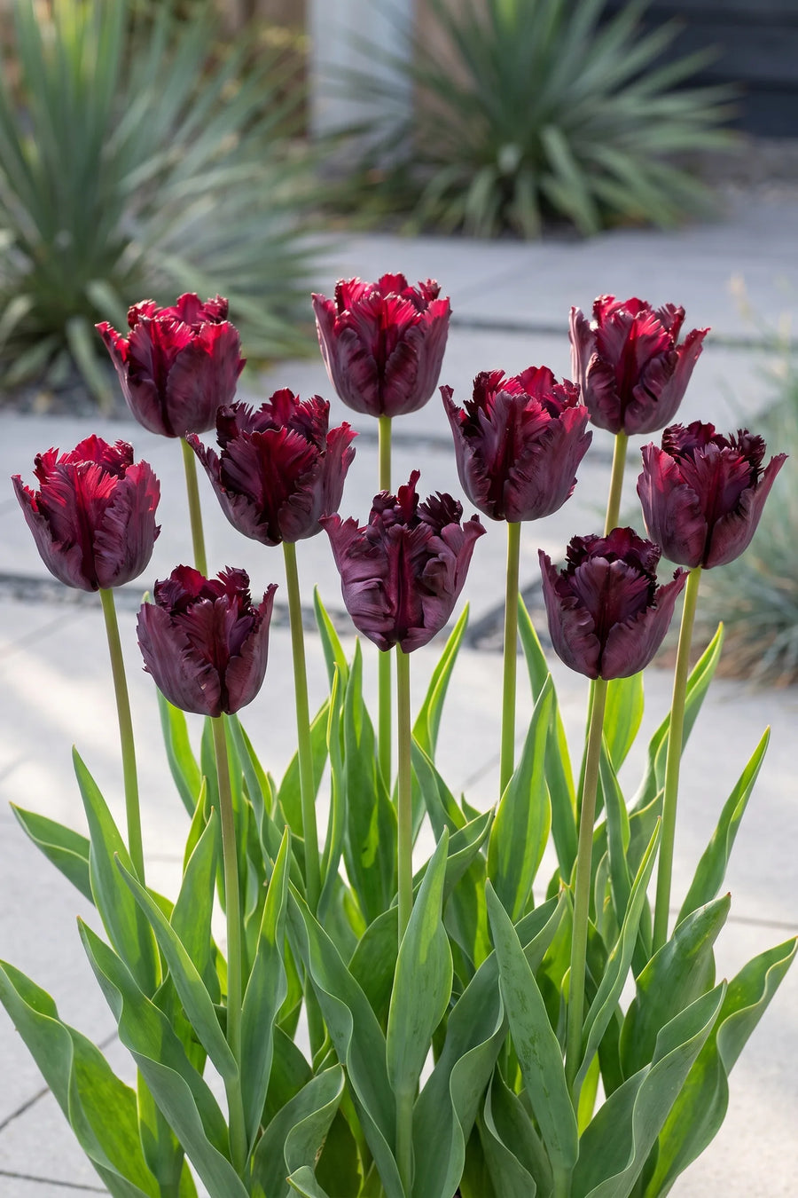 Groep Tulipa Black Parrot in een tuinborder