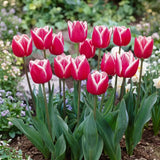 Tulipa Leo Visser group border
