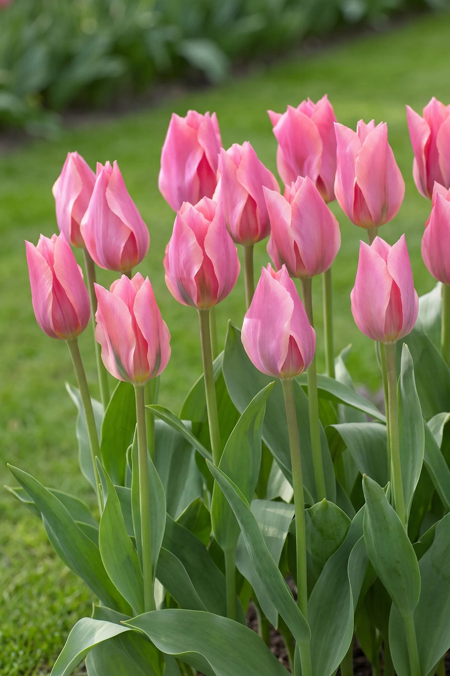 Groep Tulipa Albert Heijn in een tuinborder