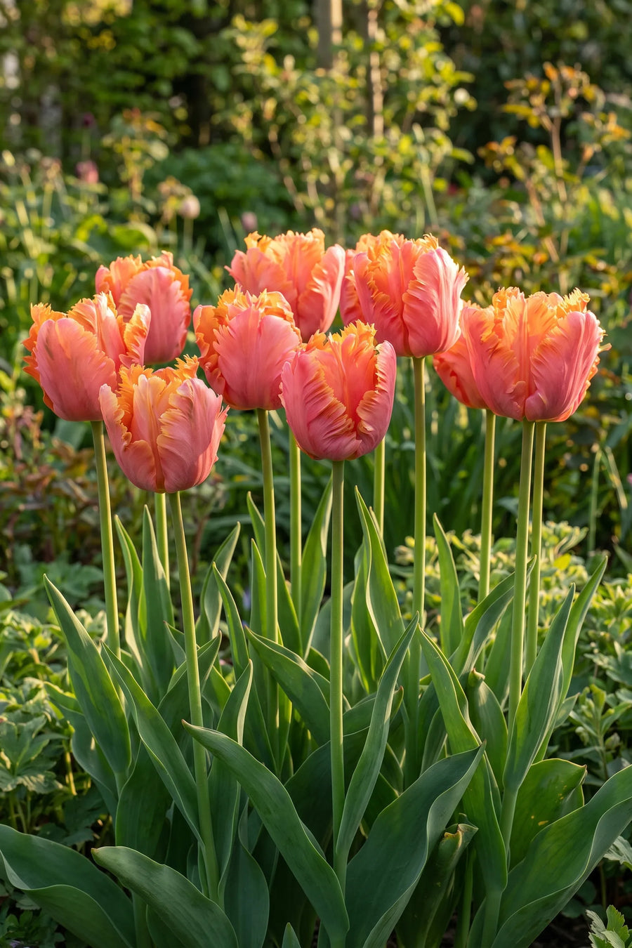 Groep Tulipa Amazing Parrot in een tuinborder