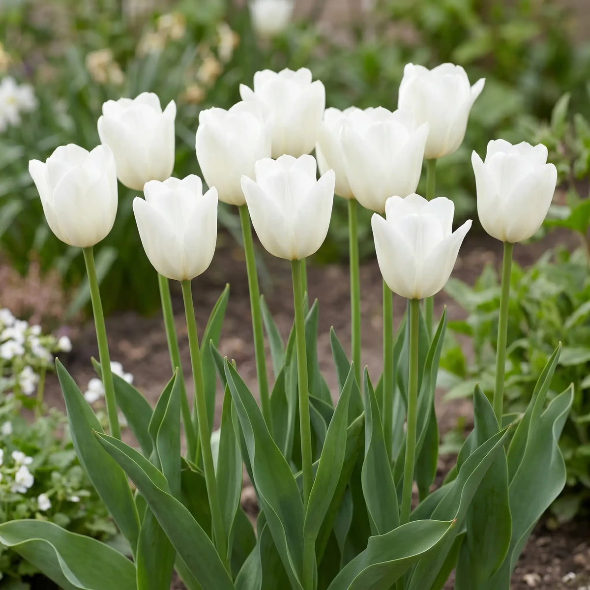 Tulipa Royal Virgin group border
