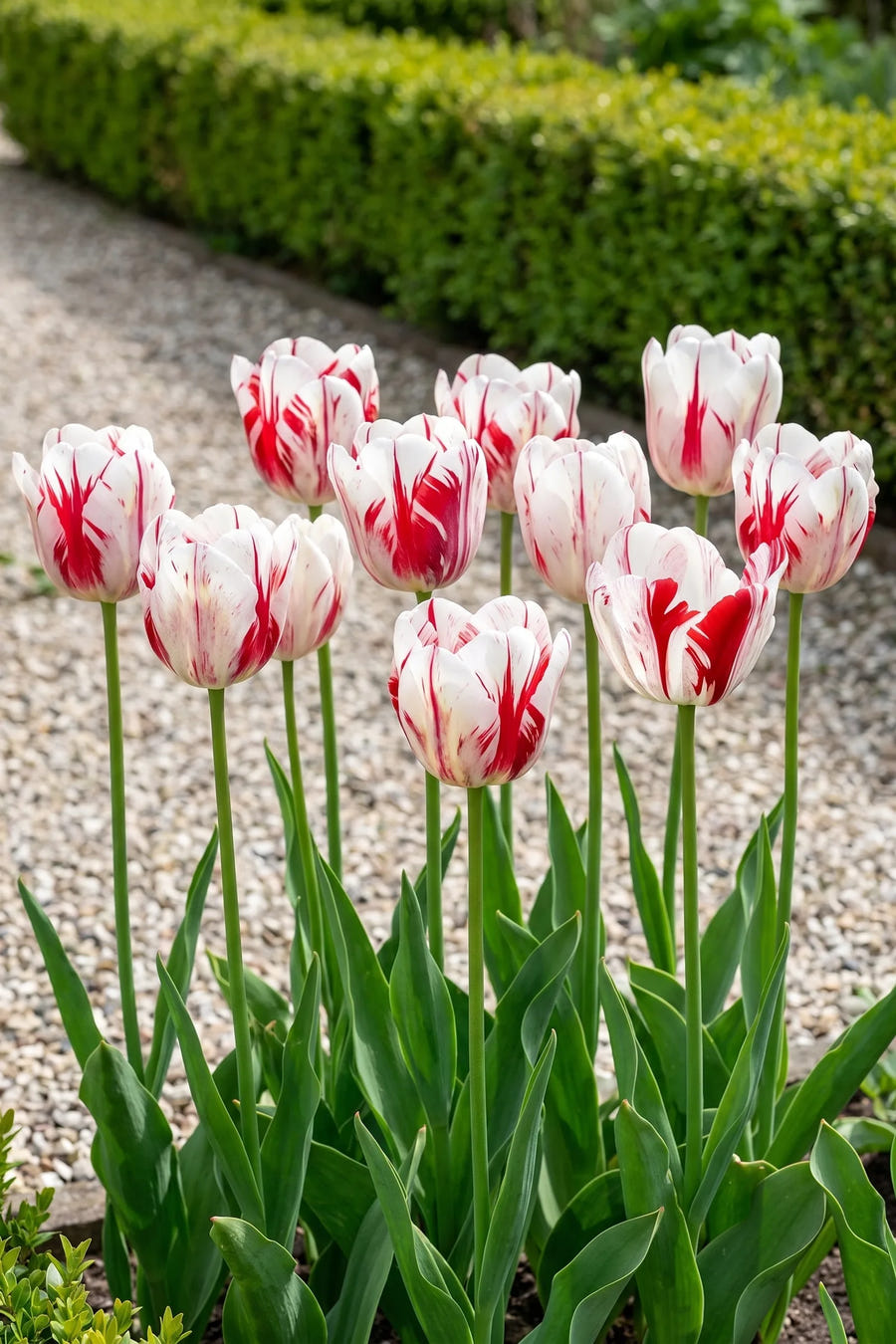 Tulipa One Direction — groep in de tuinborder