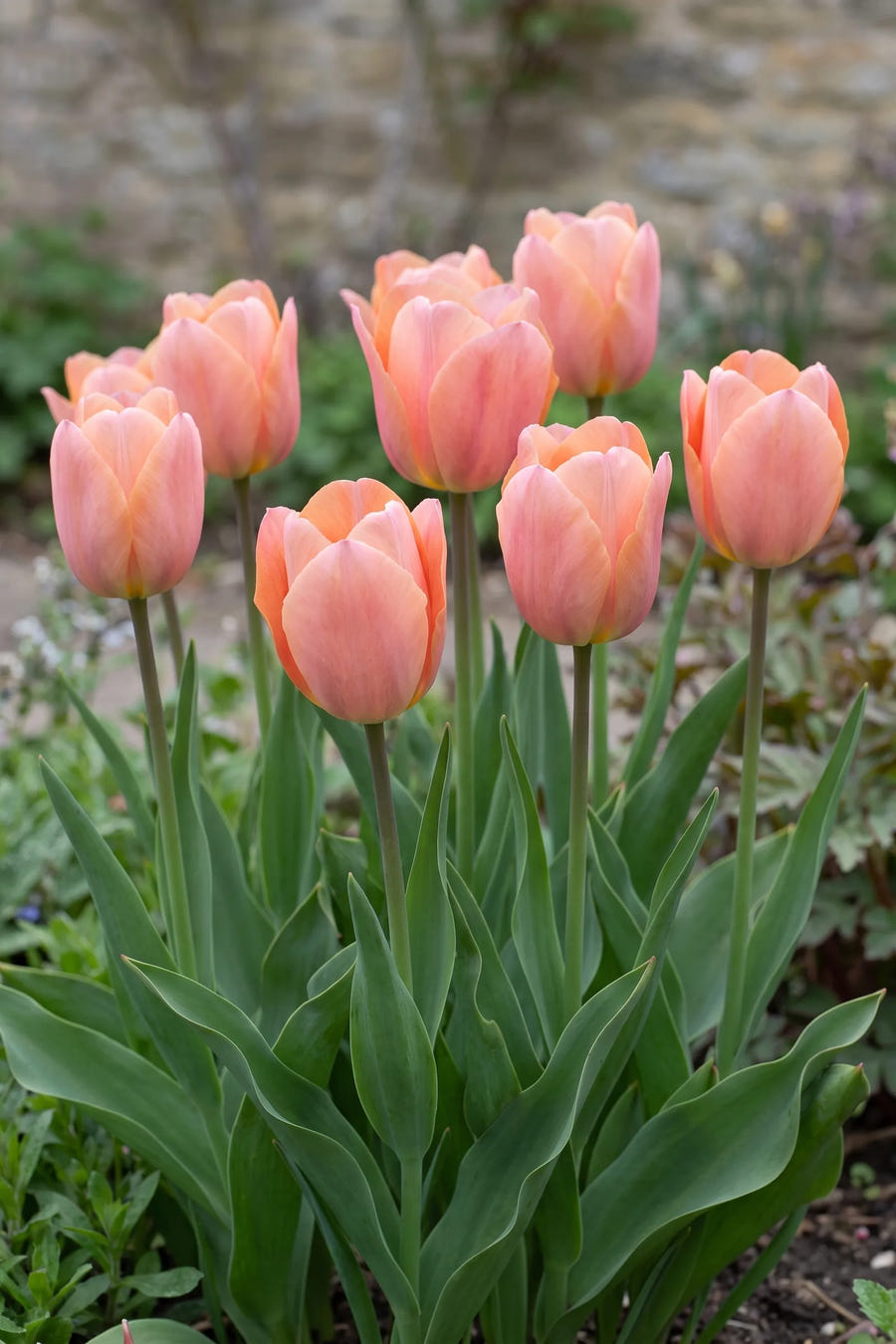 Tulipa Apricot Beauty — groep in de tuinborder