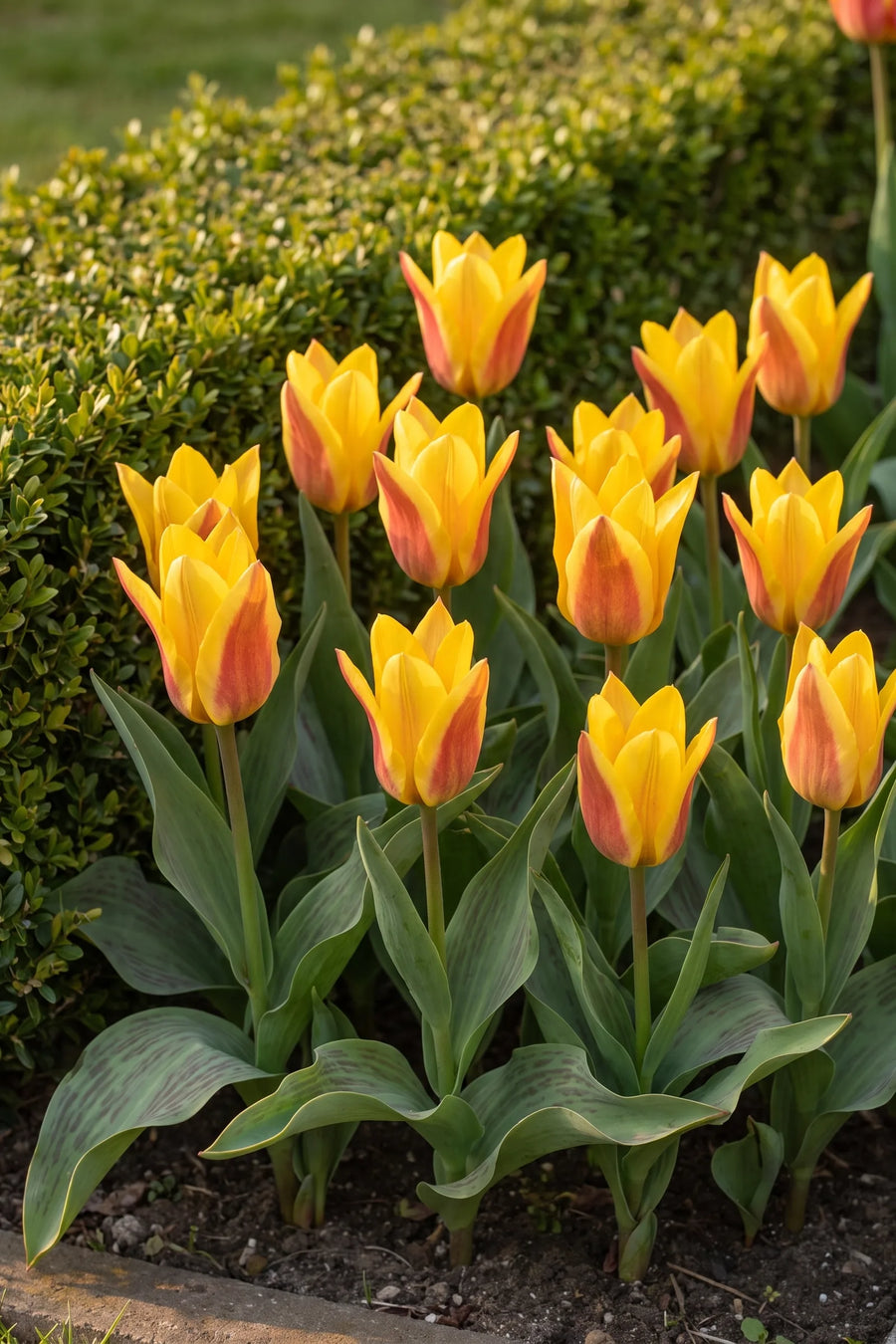 Groep Tulipa Buttercup in een tuinborder