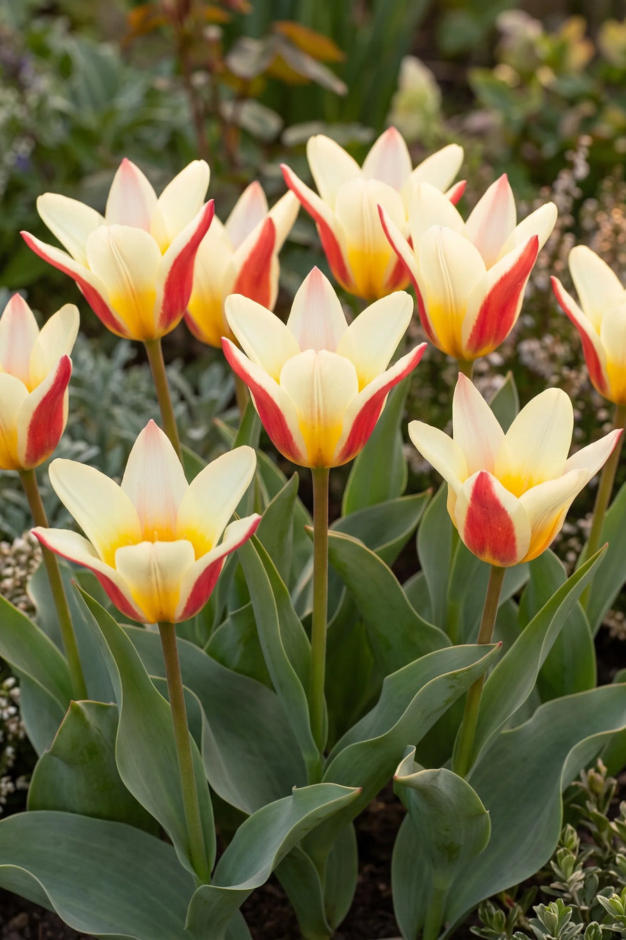 Groep Tulipa Johan Strauss in een tuinborder
