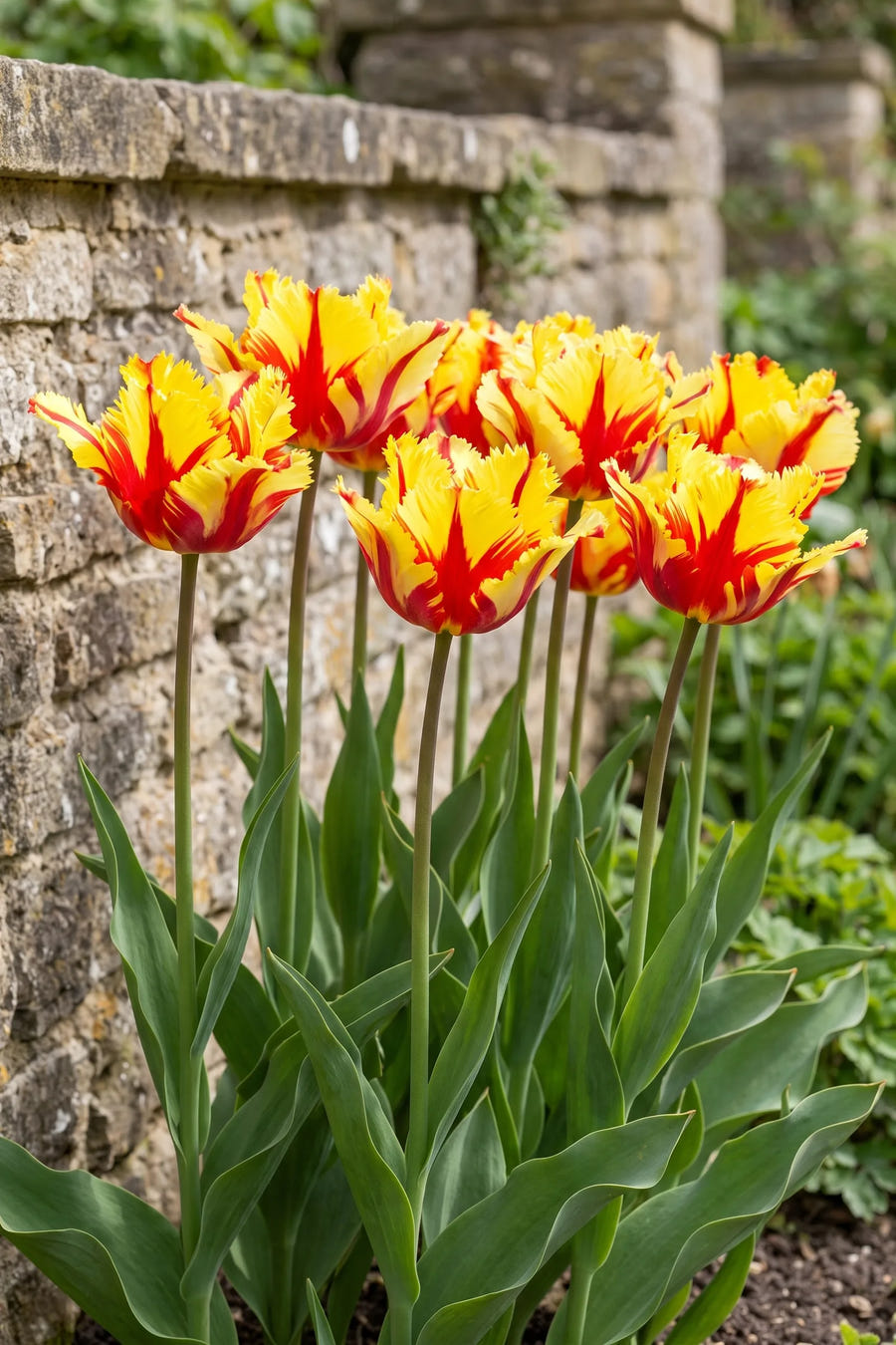Groep Tulipa Flaming Parrot in een tuinborder