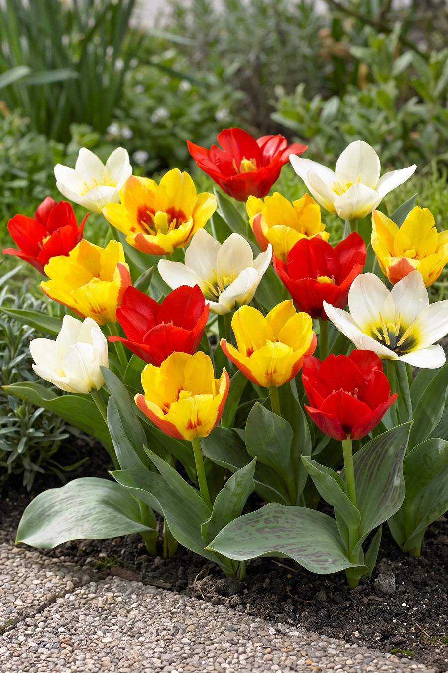 Groep Tulipa Botanisch Mixed in een tuinborder