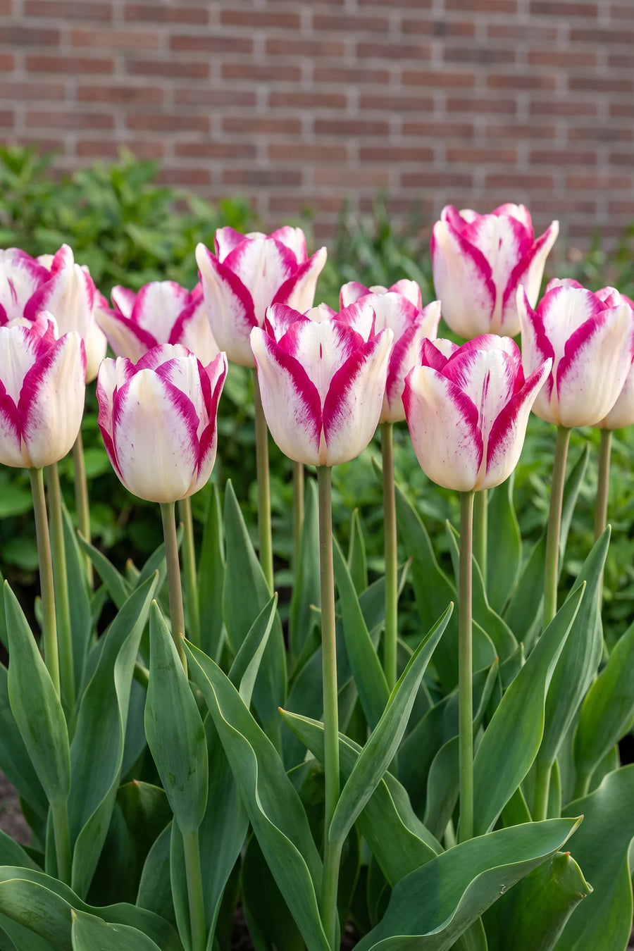 Groep Tulipa Hotpants in een tuinborder