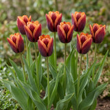 Tulipa Muvota group border
