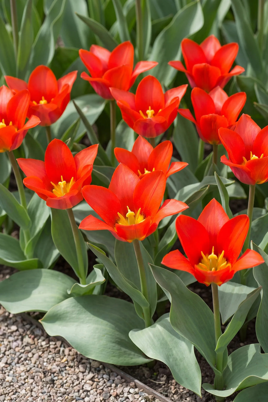 Groep Tulipa Scarlet Baby in een tuinborder