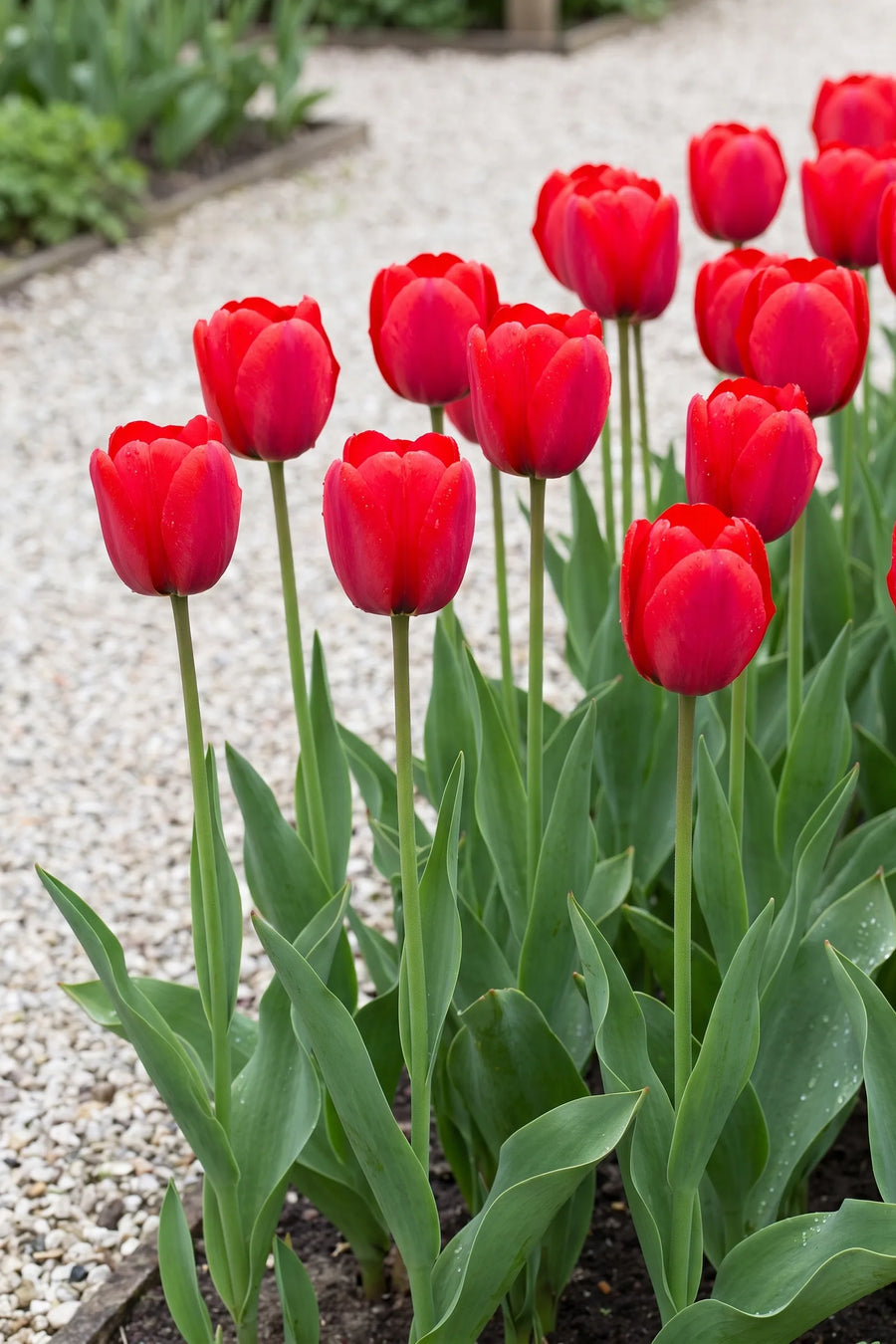 Groep Tulipa Seadov in een tuinborder
