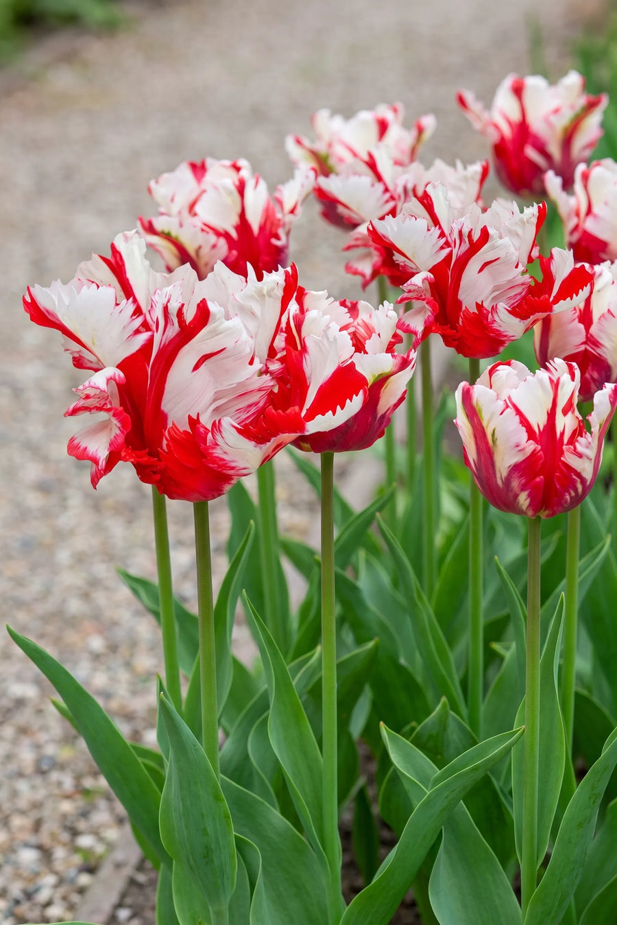 Groep Tulipa Estella Rijnveld in een tuinborder