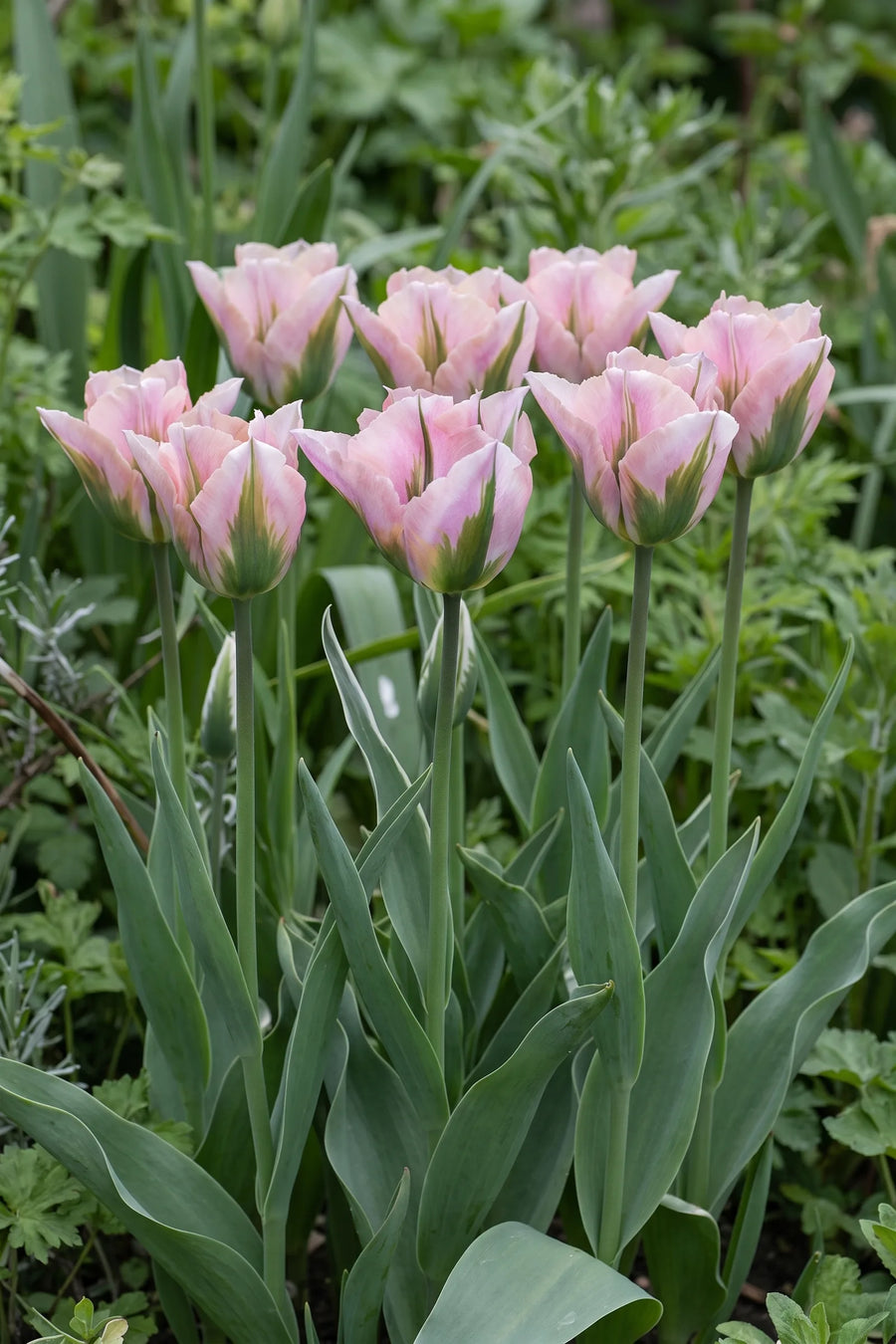 Groep Tulipa China Town in een tuinborder