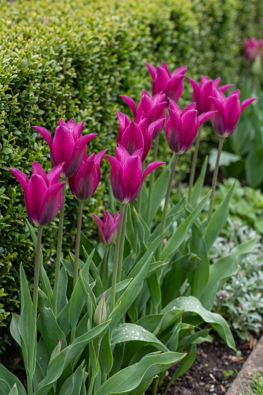 Groep Tulipa Purple Doll in een tuinborder