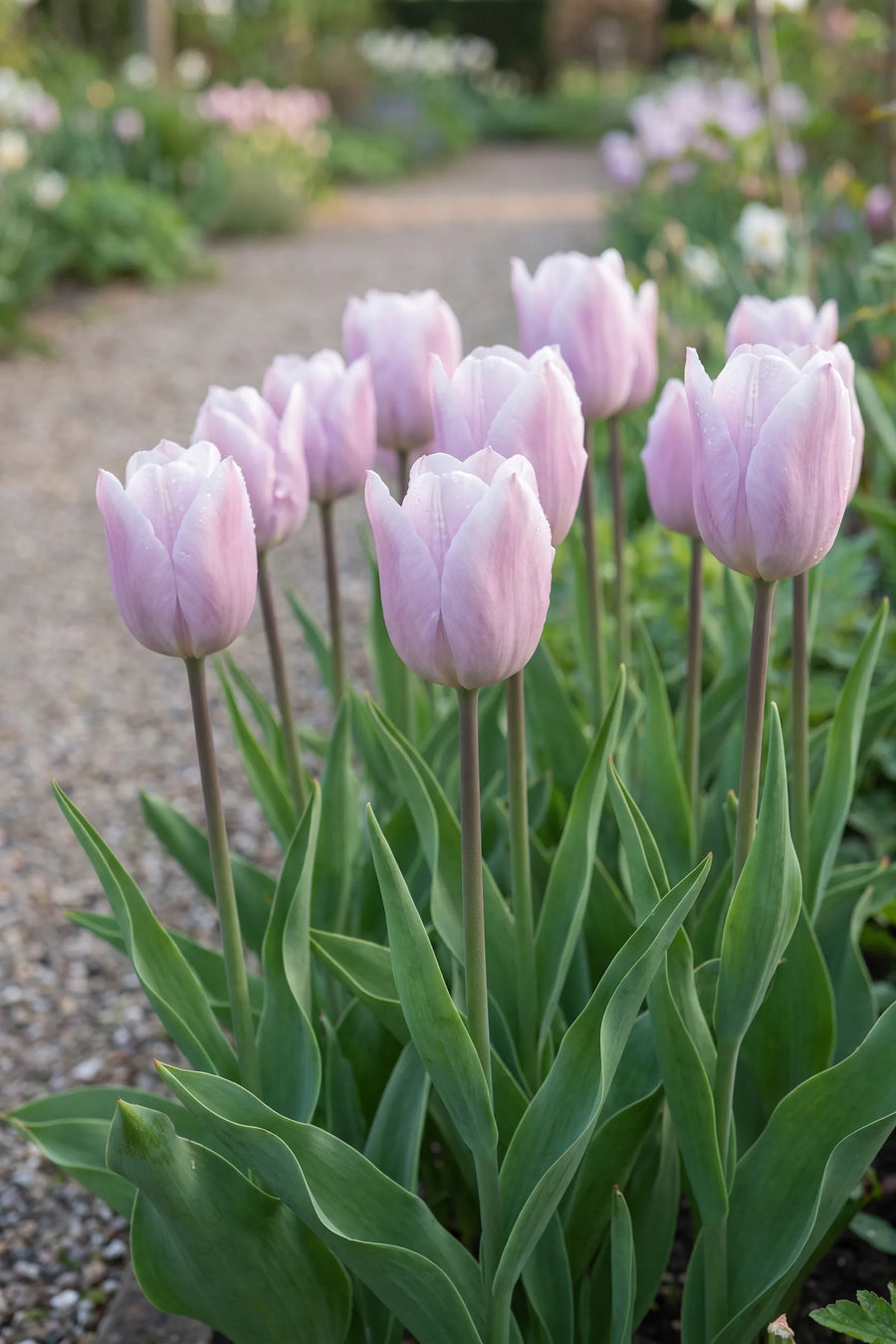 Groep Tulipa Silver Cloud in een tuinborder
