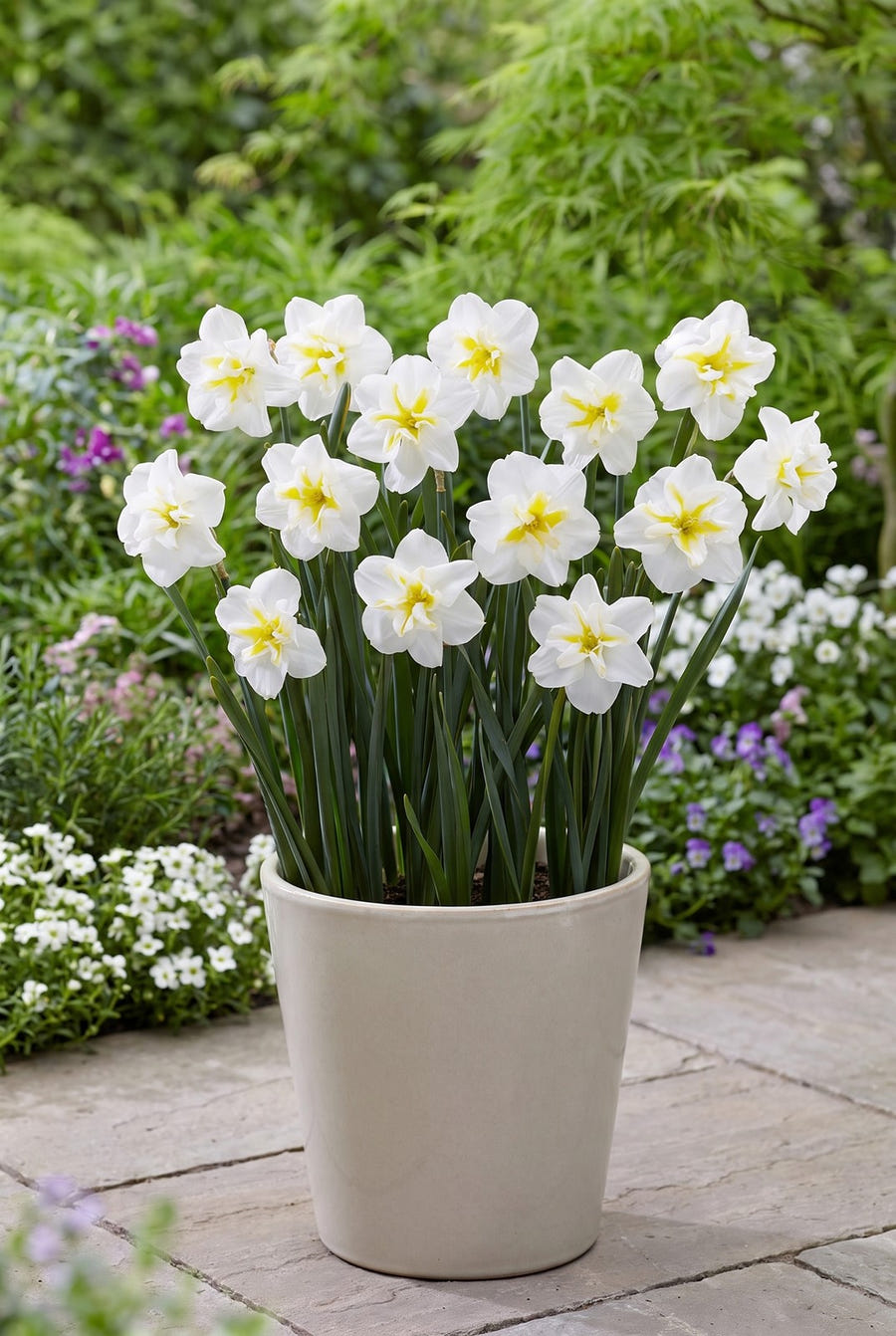 Narcissus Lemon Beauty — in pot op terras