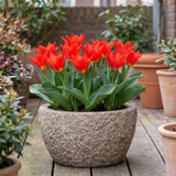 Tulipa Scarlet Baby in een terracotta pot op een terras