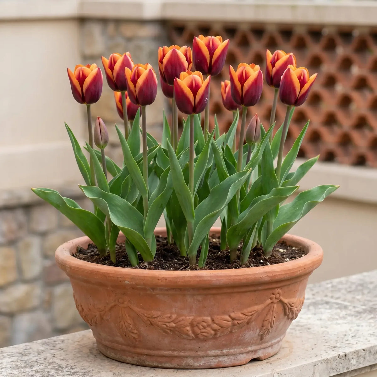 Tulipa Muvota pot balcony