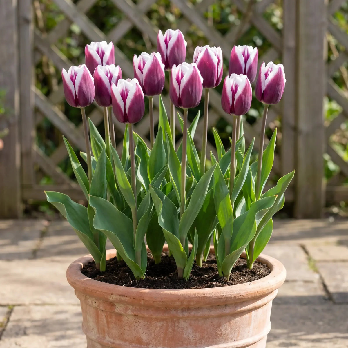 Tulipa Spitsbergen pot balcony