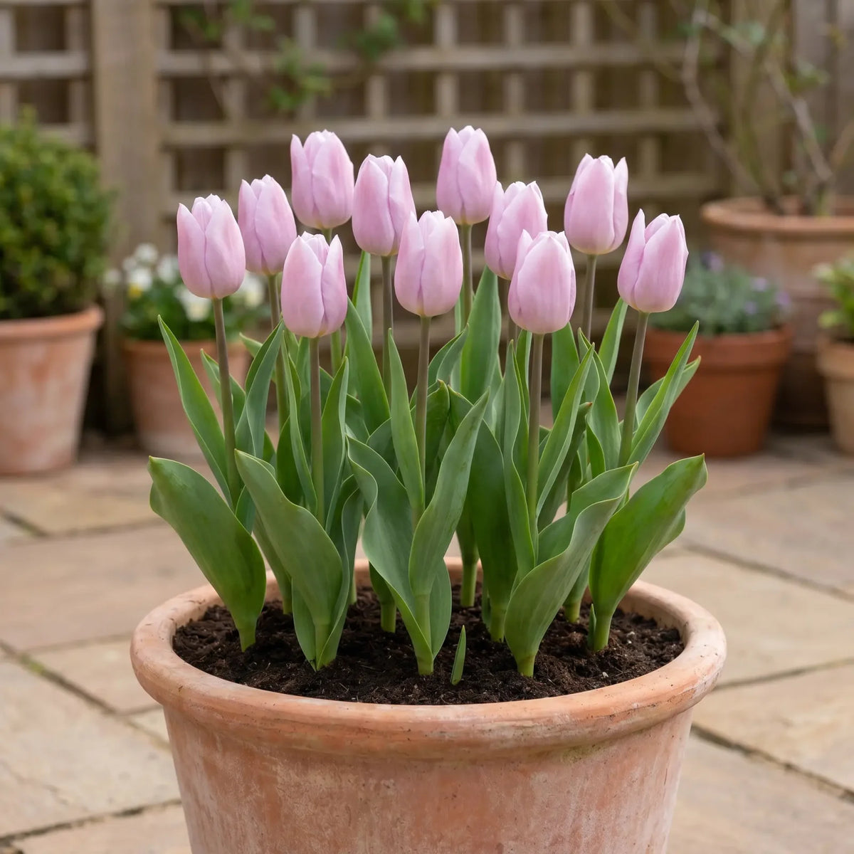 Tulipa Silver Cloud pot balcony