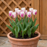 Tulipa Hotpants pot balcony