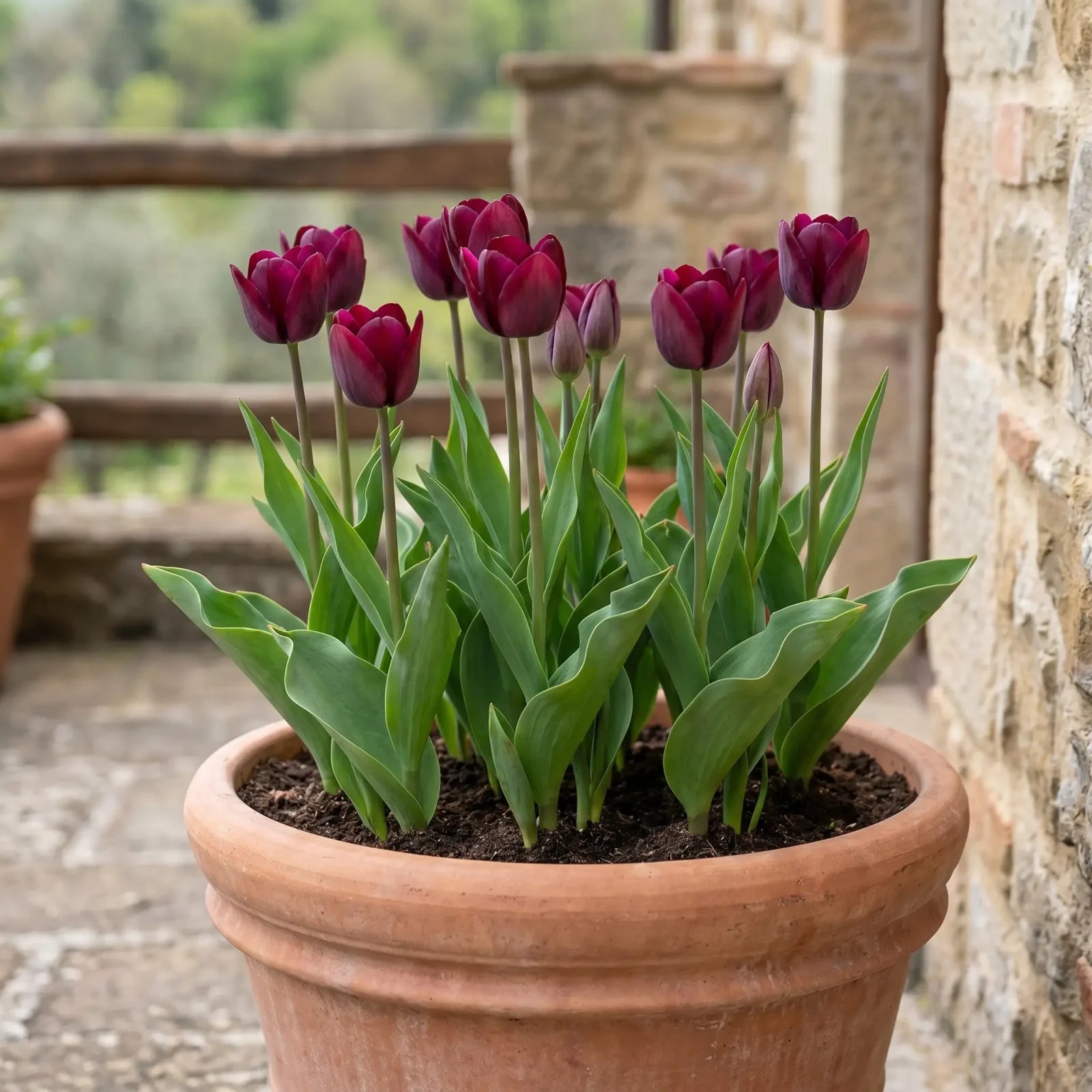 Tulipa Ronaldo pot balcony