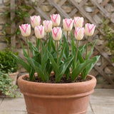 Tulipa Mata Hari pot balcony