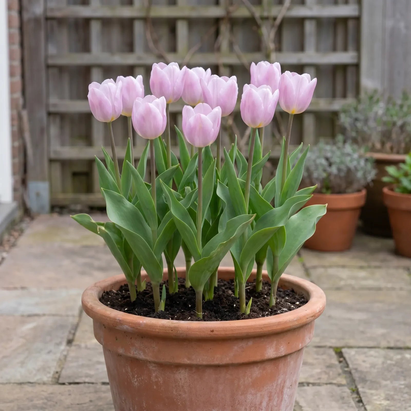 Tulipa Candy Prince pot balcony